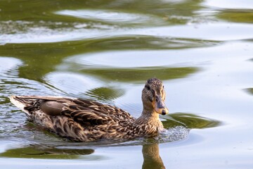 duck in the water