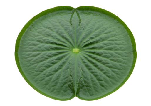 Isolated water lily leaf, aquatic flora, round shape, beautiful green texture, nature photo