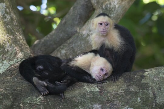 White-shouldered capuchin monkeys (Cebus capucinus), Manuel Antonio National Park, Costa Rica