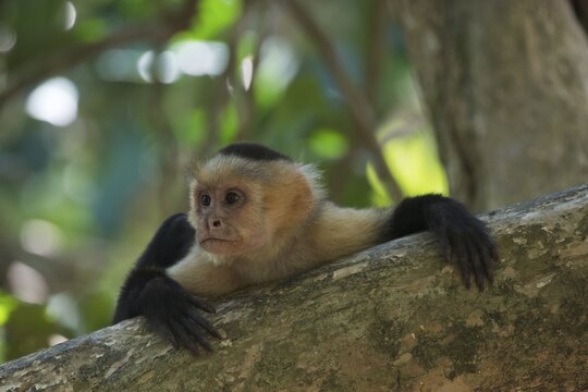 White-shouldered capuchin monkey (Cebus capucinus), Manuel Antonio National Park, Costa Rica