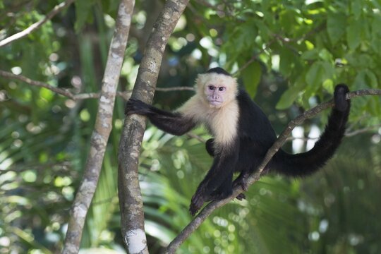White-shouldered capuchin monkey (Cebus capucinus), Manuel Antonio National Park, Costa Rica