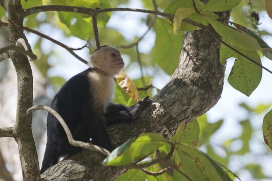 White-shouldered capuchin monkey (Cebus capucinus), Manuel Antonio National Park, Costa Rica
