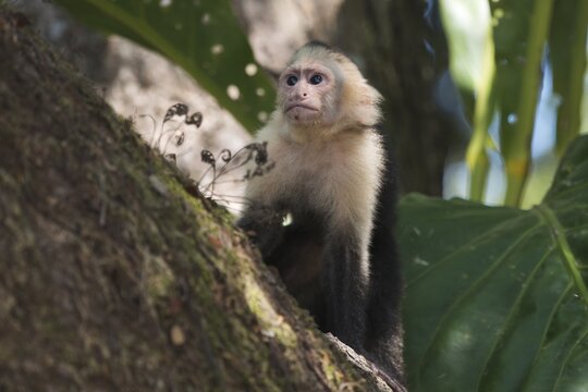White-shouldered capuchin monkey (Cebus capucinus), Manuel Antonio National Park, Costa Rica
