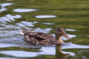 duck on the water