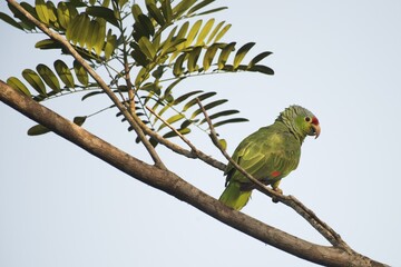 Red-fronted Amazon (Amazona autumnalis), Costa Rica