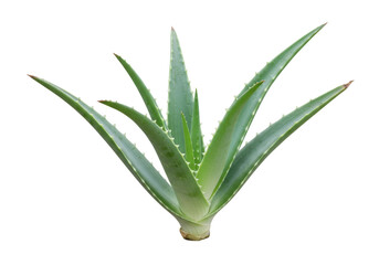 Isolated aloe vera plant, healthy succulent, nature close-up, healing herb, medicinal, herbal remedy