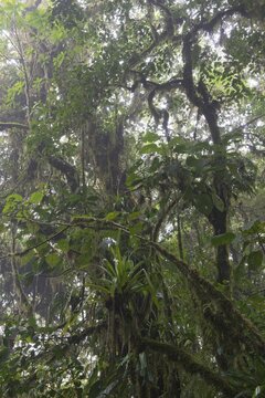 Cloud forest, Reserva biologica Bosque Nubosa, Costa Rica