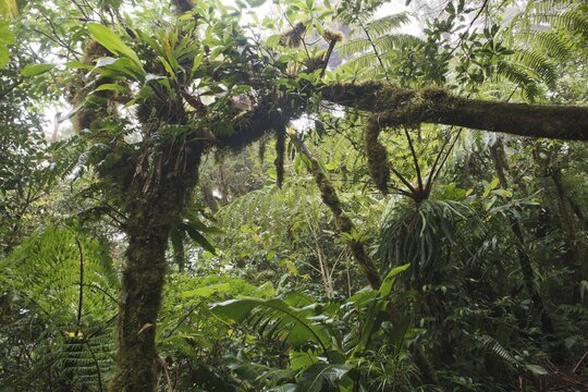 Cloud forest, Reserva biologica Bosque Nubosa, Costa Rica