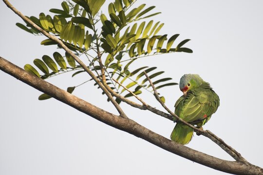 Red-fronted Amazon (Amazona autumnalis), Costa Rica