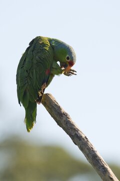 Red-fronted Amazon (Amazona autumnalis), Costa Rica