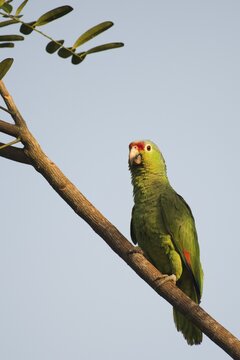 Red-fronted Amazon (Amazona autumnalis), Costa Rica