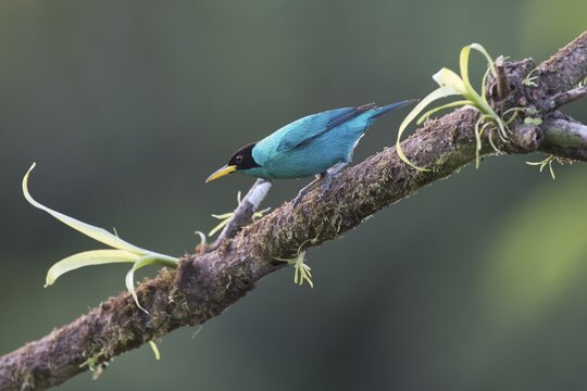 Caped Sunbird (Chlorophanes spiza), Costa Rica