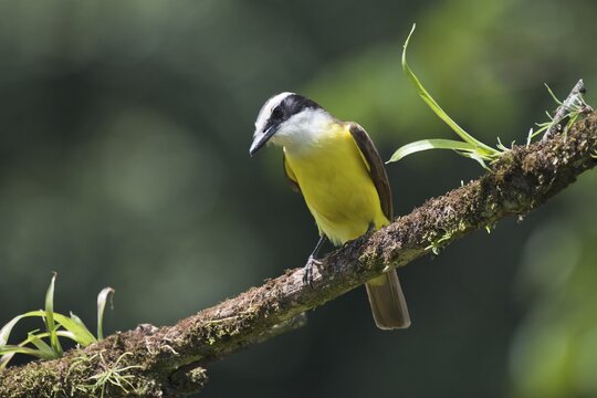 Sulphur Tyrant (Pitangus sulfuratus), Costa Rica