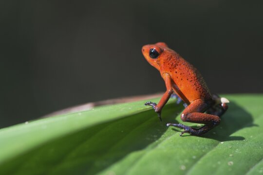 Strawberry frog (Oophaga pumilio), Tortuguera National Park, Costa Rica