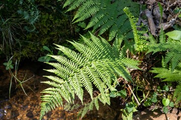 fern in the forest