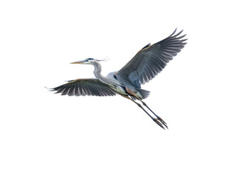 Isolated Great Blue Heron in Flight against a Clear Background with Wings Extended Gracefully
