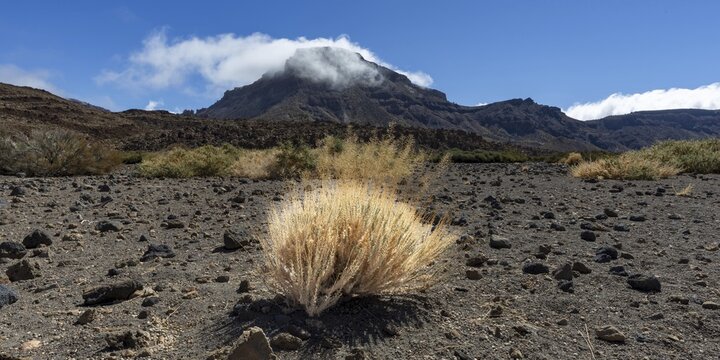 Faded Teide gorse and the summit of Monta&ntilde;a Guajara, also: Alto de Guajara, 2715m, crater walls, Caldera de las Ca&ntilde;adas, a huge volcanic cauldron, Teide National Park, Parque Nacional del Teide, Tenerife, Canary Islands, Spain