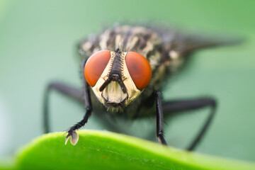 Portrait of a common fly with big red compound eyes