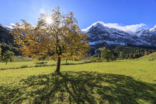 Maple tree in front of snow-covered mountains, sunbeams, backlight, autumn colours, sunny, Engalm, Gro&szlig;er Ahornboden, Karwendel Mountains, Tyrol, Austria
