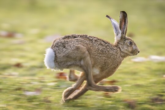 European hare (Lepus europaeus) on the run, running fast, Stuttgart, Rosensteinpark, Baden-W&uuml;rttemberg, Germany