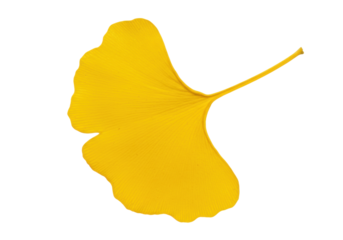 Isolated Ginkgo biloba yellow leaf, autumn foliage, natural fall leaf, deciduous, medicinal plant