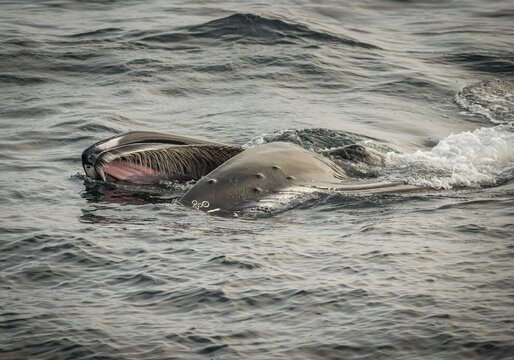 Humpback whale (Megaptera novaeangliae) feeding at the sea surface, Barents Sea, Northeast Iceland, Svalbard and Jan Mayen archipelago, Norway