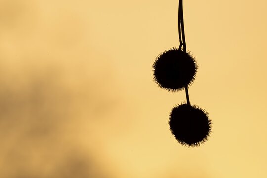 Plane tree, Oriental plane (Platanus orientalis), close-up of fruits against the light, silhouette, Rosensteinpark, Stuttgart, Baden-W&uuml;rttemberg, Germany