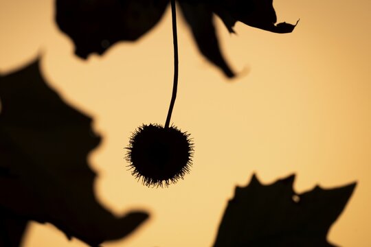 Plane tree, Oriental plane (Platanus orientalis), close-up of fruits and leaves against the light, silhouette, Rosensteinpark, Stuttgart, Baden-W&uuml;rttemberg, Germany