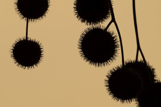 Plane tree, Oriental plane (Platanus orientalis), close-up of fruits against the light, silhouette, Rosensteinpark, Stuttgart, Baden-W&uuml;rttemberg, Germany