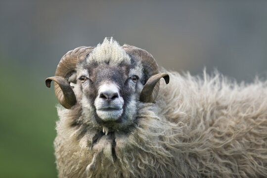 Sheep ram with round horns, sheep, Mykines, &Uacute;toyggjar, Faroe Islands, Denmark