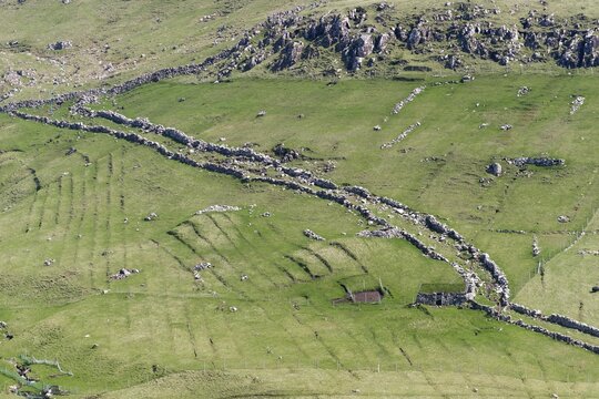 Old walls bordering the path of the sheep at the sheep drive, meadows, Mykines, Faroe Islands
