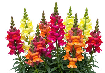 Isolated snapdragon flowers, assorted colors, vibrant spring blossom, beautiful floral scene