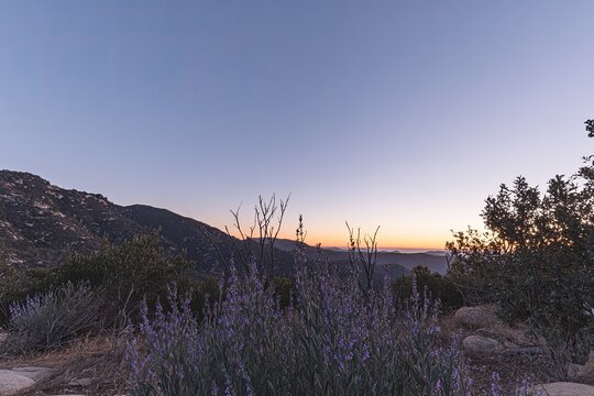 Mountain dawn with wildflowers, blue sky, and distant peaks