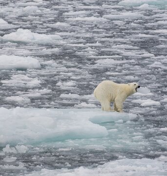 Polar bear (Ursus maritimus) on the pack ice at 82 degrees north biting into a piece of ice, Svalbard Island, Svalbard archipelago, Svalbard and Jan Mayen, Norway