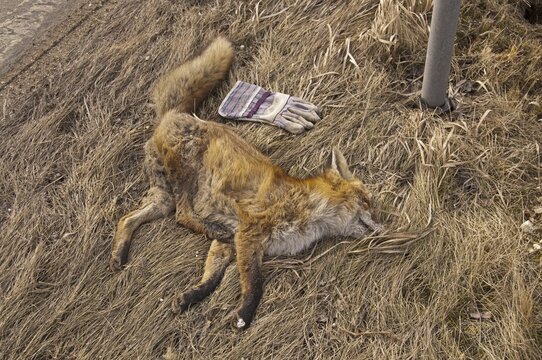 Dead red fox (Vulpes vulpes) at the roadside