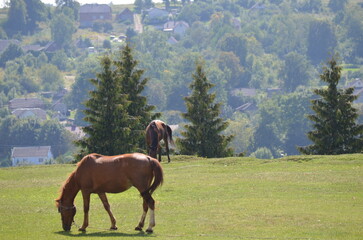 Obraz premium horse in the mountains