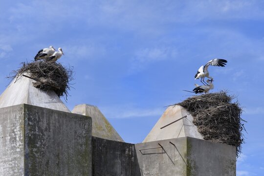 White Storks (Ciconia Ciconia) nesting on top of houses in Comporta city center, Alentejo, Portugal