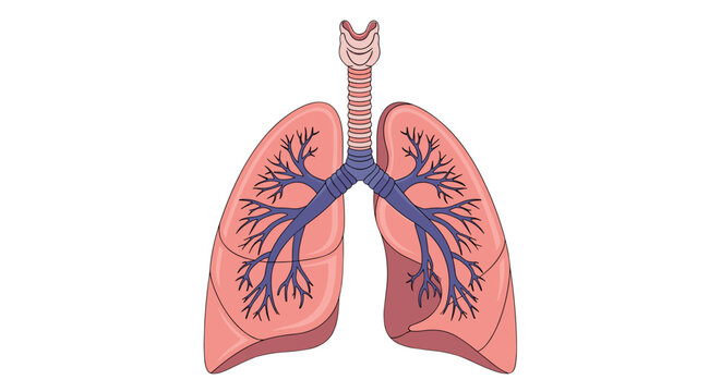 Human lungs anatomy diagram with trachea bronchi and bronchioles for medical education and healthcare use on transparent background