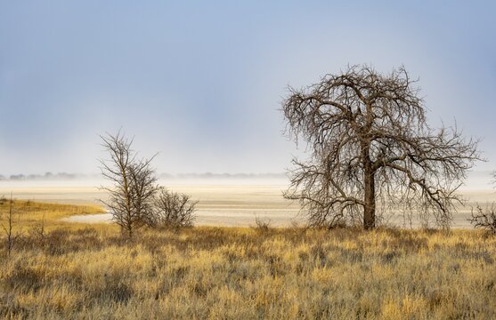 Yellow grass and leafless trees at a dry salt pan, African savannah, Nxai Pan National Park, Botswana