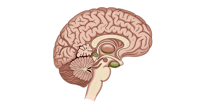 Human brain anatomy illustration showing cerebrum cerebellum and brainstem for medical education diagram, 100 characters on transparent background