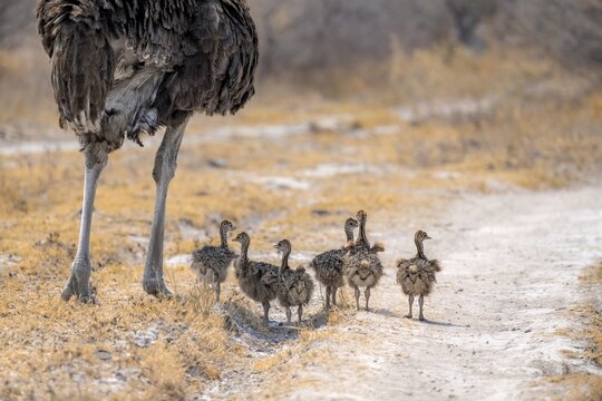 Common ostrich (Struthio camelus), adult female with young, chicks, animal family, African savannah, Nxai Pan National Park, Botswana