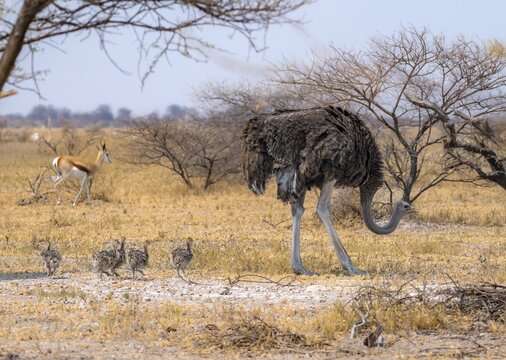 Common ostrich (Struthio camelus), adult female with young, chicks, animal family, African savannah, Nxai Pan National Park, Botswana