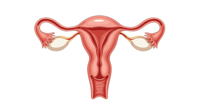 Human female reproductive system anatomy diagram including uterus fallopian tubes and ovaries illustration on transparent background