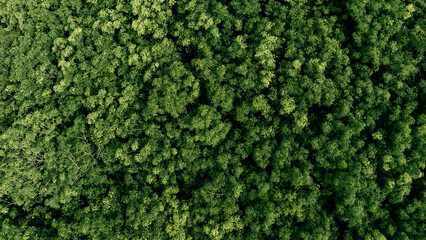 Top view of a young green forest in spring or summer	
