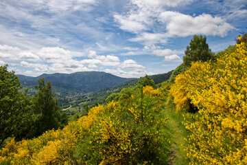 Les gen&ecirc;ts en fleurs