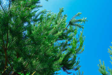 branches of an evergreen conifer, spruce against a blue sky - beauty in the forest