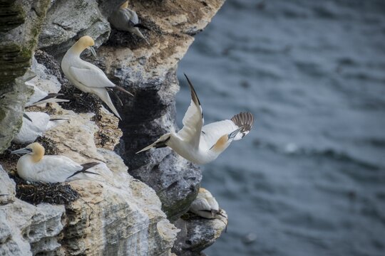 A gannet (Morus bassanus) takes off from a breeding colony, Westray, Orkney Islands, Scotland, Great Britain