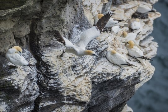 A gannet (Morus bassanus) takes off from a breeding colony, Westray, Orkney Islands, Scotland, Great Britain