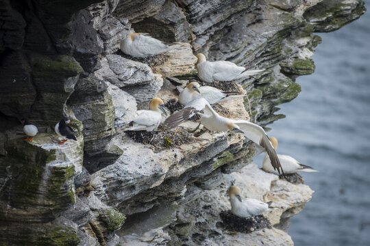 A gannet (Morus bassanus) takes off from a breeding colony, Westray, Orkney Islands, Scotland, Great Britain