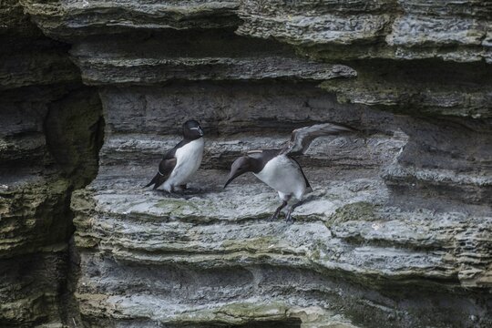 Guillemot (Uria aalge, right) and razorbill (Alca torda, left) on a rock, Westray, Orkney Islands, Scotland, Great Britain